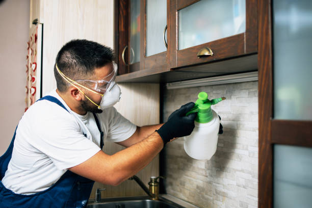 Best Pest Removal Services  in Dewey Humboldt, AZ