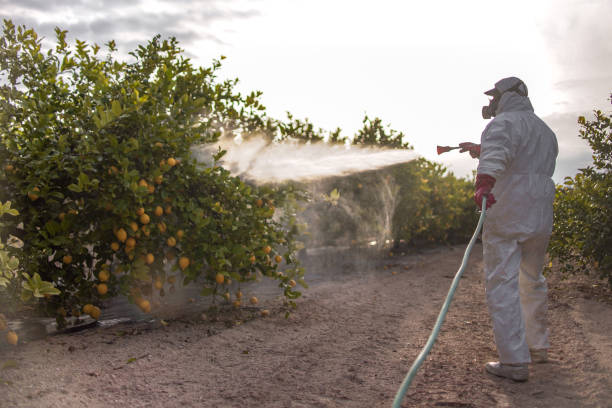 Best Residential Pest Control  in Dewey Humboldt, AZ