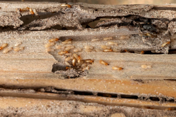 Best Flea Control Services  in Dewey Humboldt, AZ